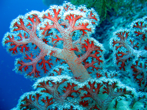 koral6